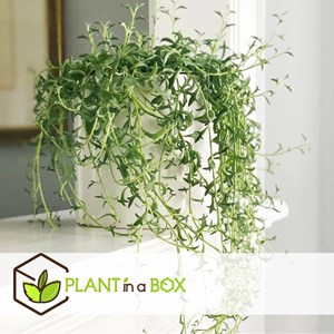 Senecio string of dolphins - 2