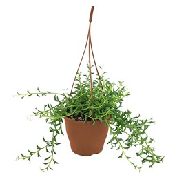 Senecio string of dolphins