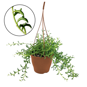 Senecio string of dolphins