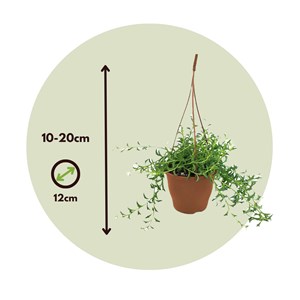 Senecio string of dolphins