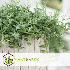 Senecio string of dolphins