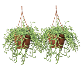 Senecio string of bananas - 2