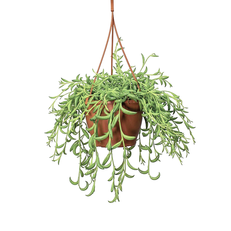 Senecio plante suspendue