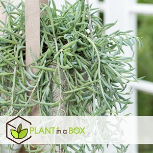 Senecio plante suspendue