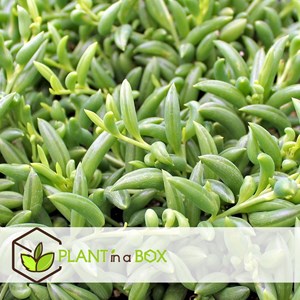 Senecio plante suspendue