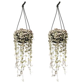 Plante suspendue ceropegia woodii x2