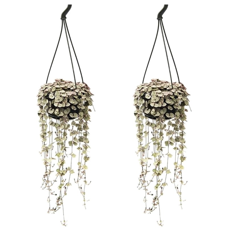 Plante suspendue ceropegia woodii x2