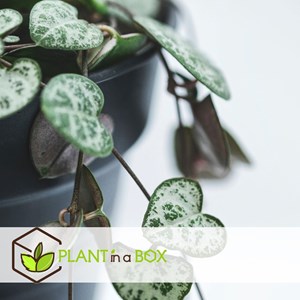 Plante suspendue ceropegia woodii x2