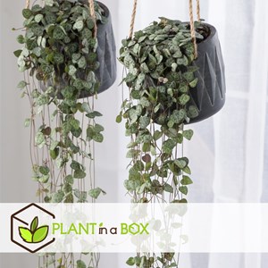 Plante suspendue ceropegia woodii x2