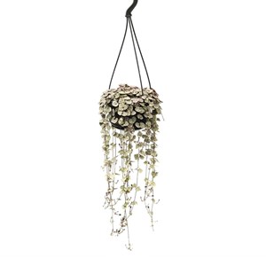 Plante suspendue ceropegia woodii