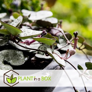 Plante suspendue ceropegia woodii