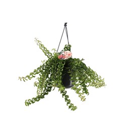 Aeschynanthus twister plante suspendue