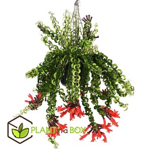 Aeschynanthus twister plante suspendue