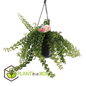 Aeschynanthus twister plante suspendue