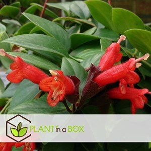 Aeschynanthus twister plante suspendue