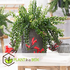 Aeschynanthus twister plante suspendue