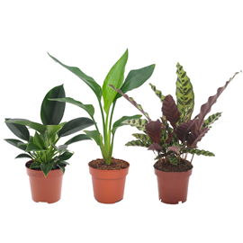 Mélange vert dintérieur - 3