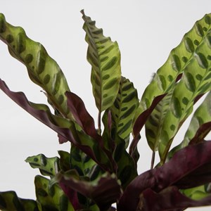 Mélange vert dintérieur - 3