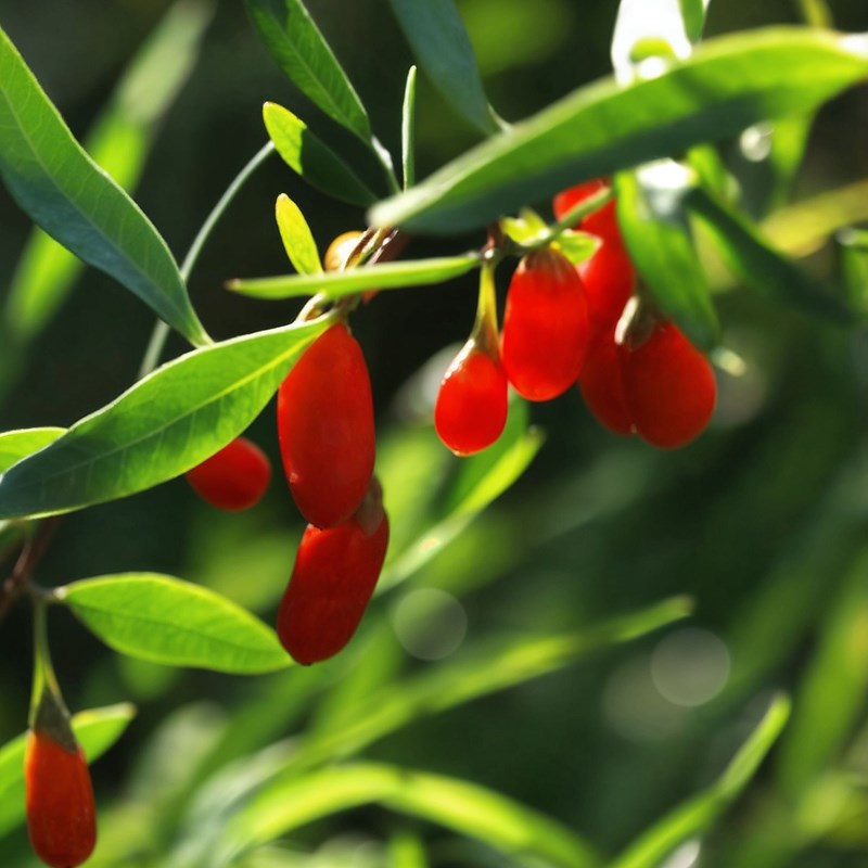 Goji berry - 6