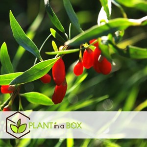Goji berry - 6