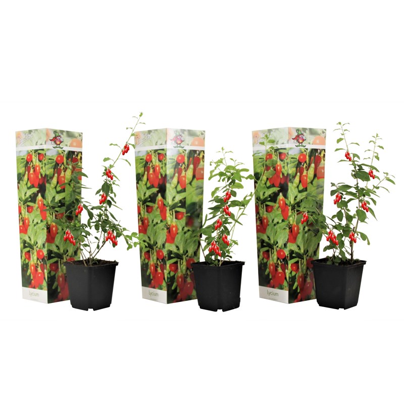 Goji berry - 3
