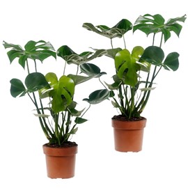 Monstera deliciosa - 2