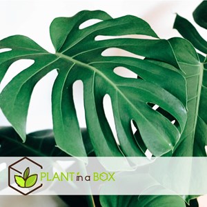 Monstera deliciosa - 2