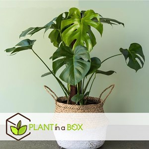 Monstera deliciosa - 2