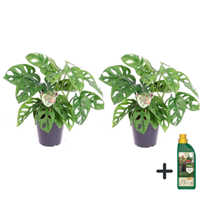 Monstera monkey mask obliqua - 2 + pokon