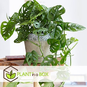 Monstera monkey mask obliqua - 2 + pokon