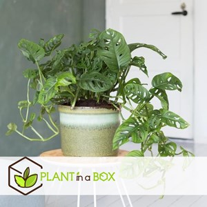 Monstera monkey mask obliqua - 2 + pokon