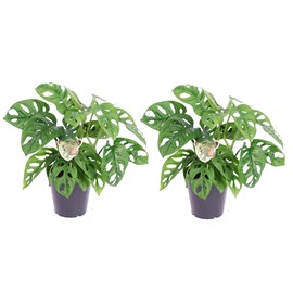 Monstera monkey mask obliqua - 2
