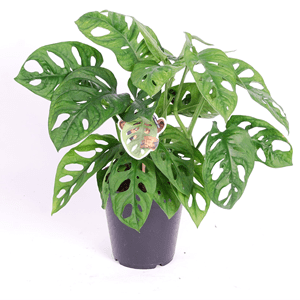 Monstera monkey mask obliqua