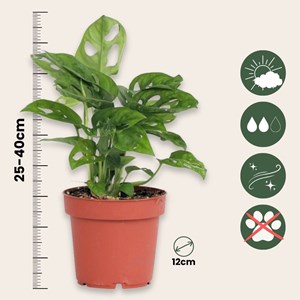 Monstera monkey mask obliqua