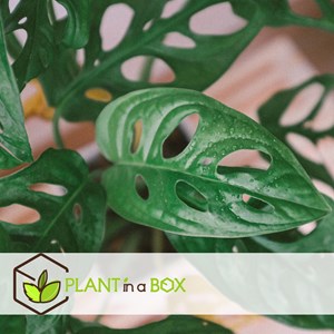 Monstera monkey mask obliqua