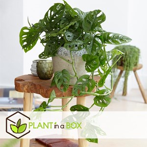 Monstera monkey mask obliqua