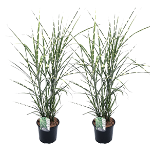 Miscanthus zebrinus herbe - 2