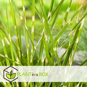 Miscanthus zebrinus herbe - 2