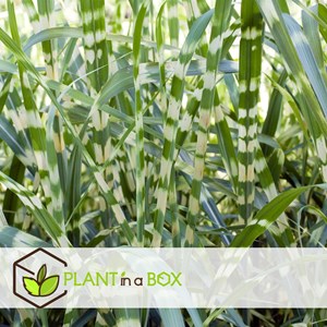 Miscanthus zebrinus herbe - 2