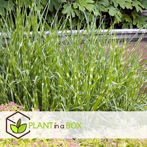 Miscanthus zebrinus herbe - 2