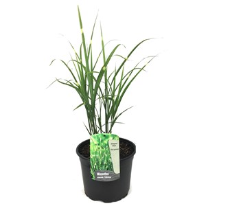 Miscanthus zebrinus herbe ornementale