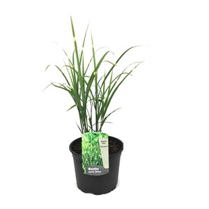 Miscanthus zebrinus herbe ornementale