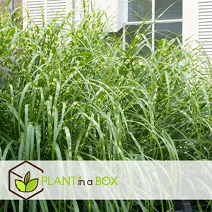 Miscanthus zebrinus herbe ornementale