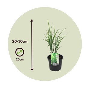 Miscanthus zebrinus herbe ornementale