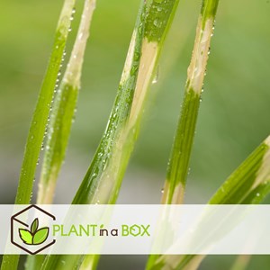 Miscanthus zebrinus herbe ornementale