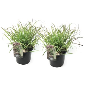 Miscanthus red chief herbe - 2