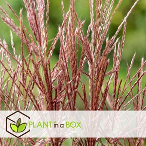 Miscanthus red chief herbe - 2