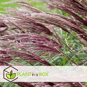 Miscanthus red chief herbe - 2