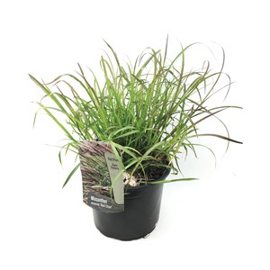 Miscanthus red chief herbe ornementale