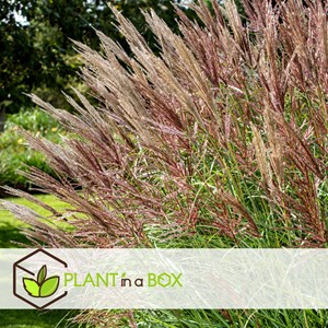 Miscanthus red chief herbe ornementale